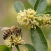 ABEILLE sur fleur de buis. Jardin. JOËL LIEGARD